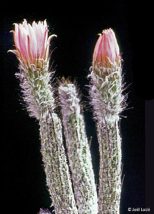 Echinocereus kroenleinii ex Wilcoxia ©JLcoll.1312